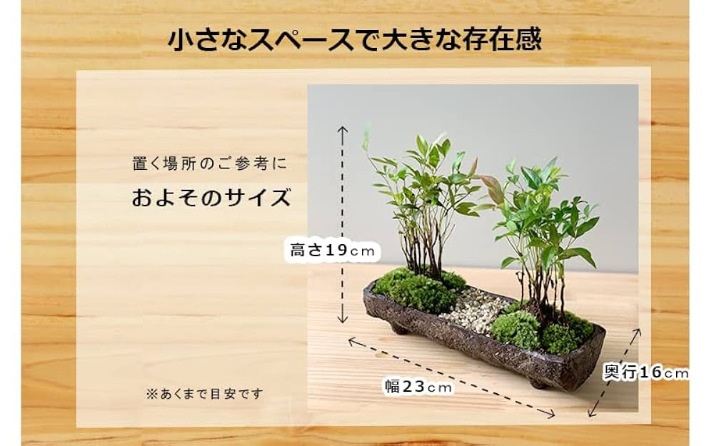 美豊　日本小品盆栽名品展出品記念ミニ盆栽鉢青竹絵付け他貫入白長方ミニ鉢白鉢セット 送料無料 南天のミニ盆栽 くらま岩器風長方鉢 並木道盆栽 ぼん
